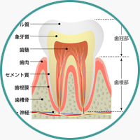 歯内療法