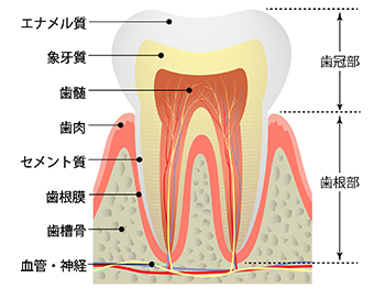 歯内療法とは